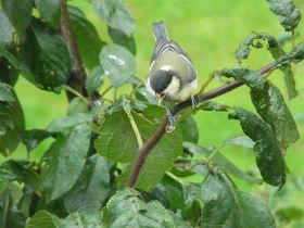 P1030485 (Large).JPG