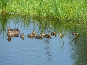 P1050214 (Large).JPG