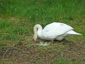 P1050216 (Large).JPG