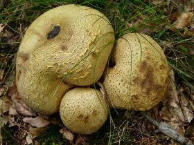 P1020445 (Large).JPG