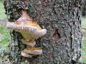 P1020735 (Large).JPG