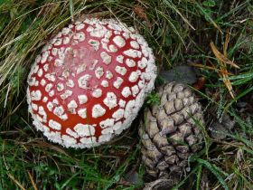 P1020737 (Large).JPG