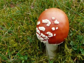 P1020741 (Large).JPG