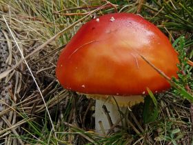 P1020748 (Large).JPG