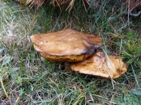 P1020751 (Large).JPG