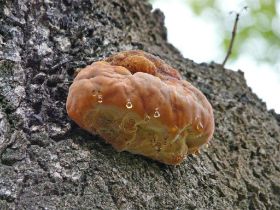 P1020765 (Large).JPG