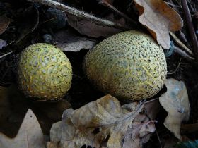 P1040445 (Large).JPG